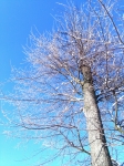 drzewo-niebo-antykonsumpcjonizm